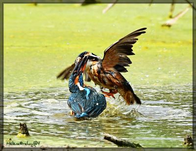 DSC_0875a.JPG