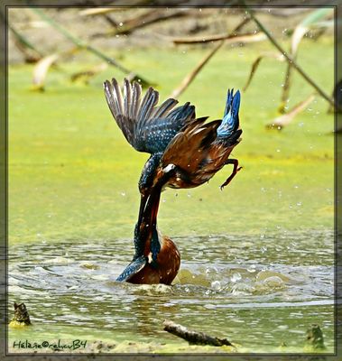 DSC_0879a.JPG
