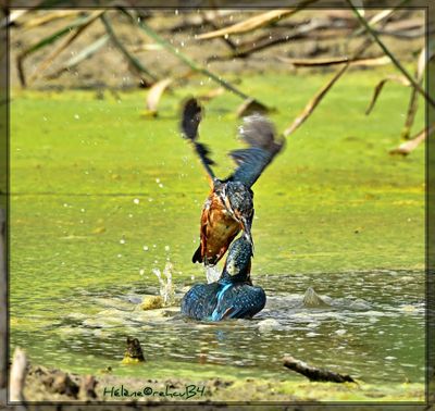 DSC_0897a.JPG