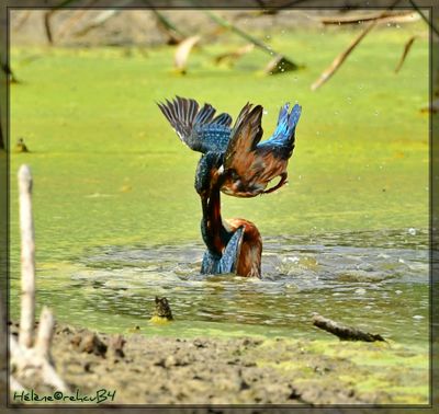 DSC_0902a.JPG
