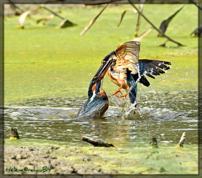 DSC_0955a.JPG
