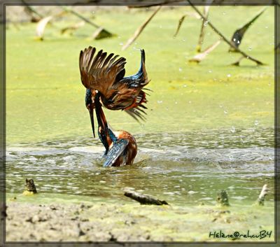 DSC_0956a.JPG