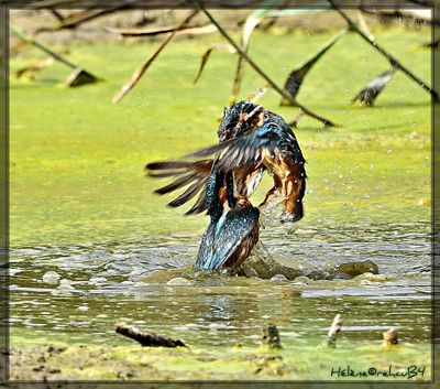 DSC_0986a.JPG