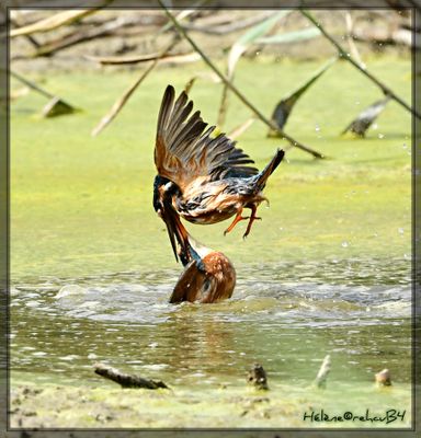 Martín pescador común - Martin pécheur - Commun Kingfisher