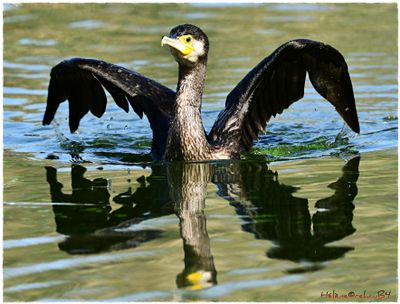 DSC_3021a.JPG