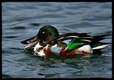 Cuchara comn - canard souchet - northen shoveler
