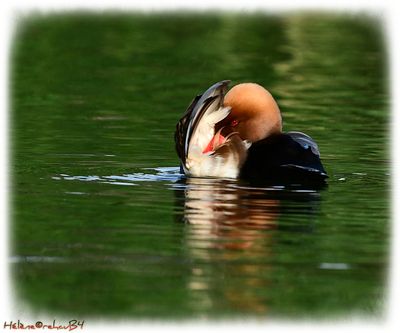 Pato colorado - Red-crested pochard - Nette rousse