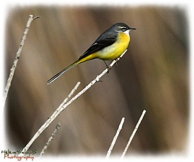 Lavandera cascadea - Grey wagtail - Bergeronnette des ruisseaux