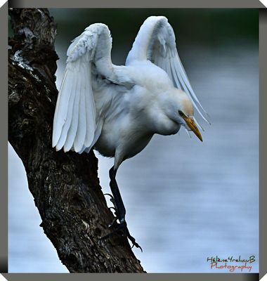 Garcilla bueyera - Casttle egret - Hron garde-bufs