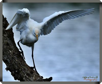 DSC_5194a.JPG