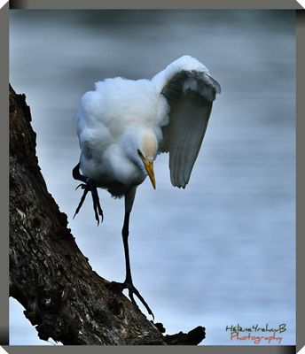 Garcilla bueyera - Casttle egret - Héron garde-bœufs