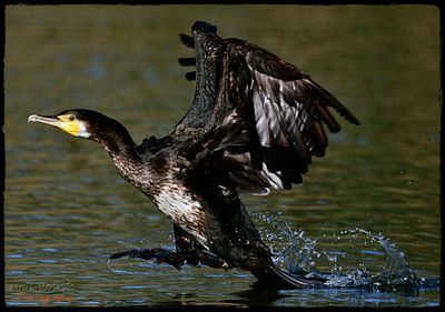 DSC_5421a.JPG