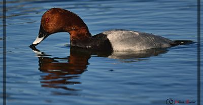 DSC_7340a.JPG