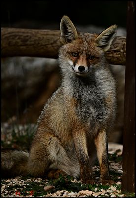DSC_9017aa.JPG