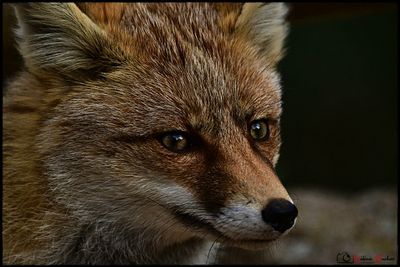 DSC_9082aa.JPG