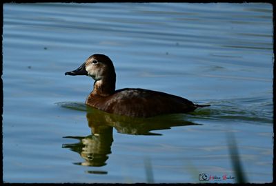 DSC_0583a.JPG