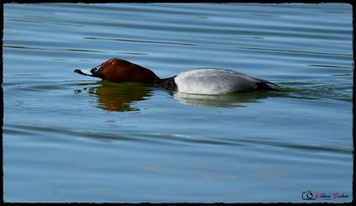 DSC_0588a.JPG