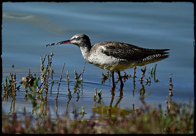 DSC_0904a.JPG