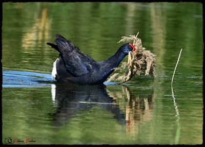 Calamón común - - Purple gallinule - Gallinule poule d'eau