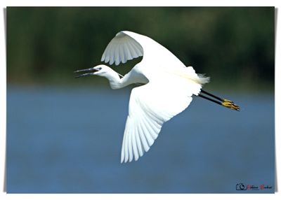 Garcetta grande - Great egret - Grande aigrette