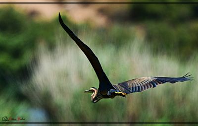 Garza imperial - héron impérial - purple heron