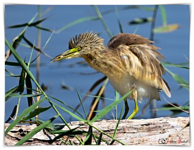 Garcilla cangrejera -  Squacco heron - Hron crabier