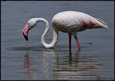 DSC_3654a.JPG