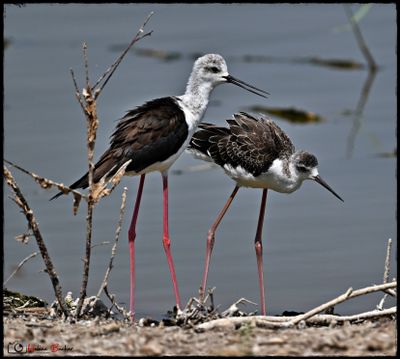 Cigueuela comn -- Black-winged stilt - chasse blanche