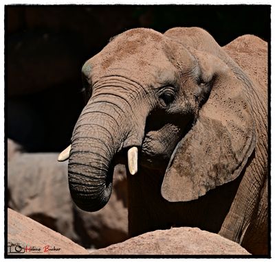 DSC_6307a.JPG