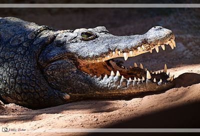Crocodilo del Nilo