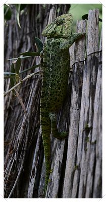 DSC_9003a.JPG