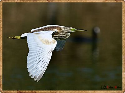 DSC_1210a.JPG