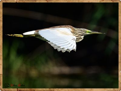 Garcilla cangrejera -  Squacco heron - Hron crabier