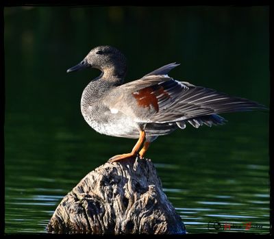 Anade friso - canard chipeau - gadwall - 