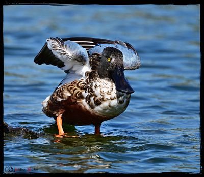 Cuchara comn - canard souchet - northen shoveler