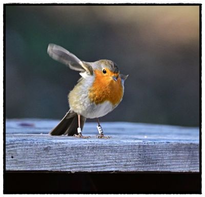 Petirrojo europeo - Rouge gorge - Europnan robin