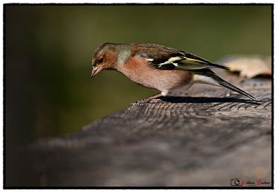 Pinzn vulgar- Pinson des arbres - Common chaffinch