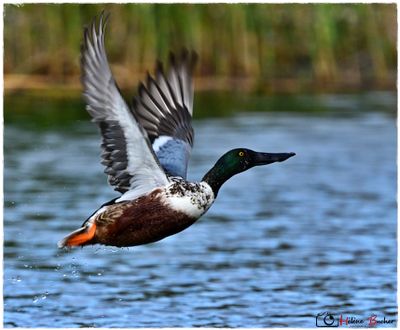 Cuchara común - canard souchet - northen shoveler
