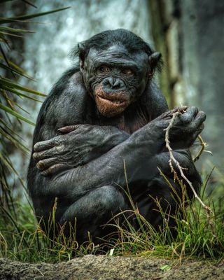 Fauna
