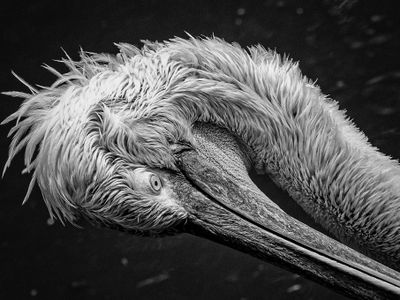 Black & White Images