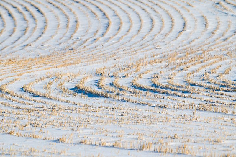 Suzan McEvoy 002 Winterscape