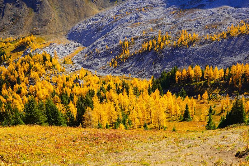 Tony Trott 002 Fall Colours
