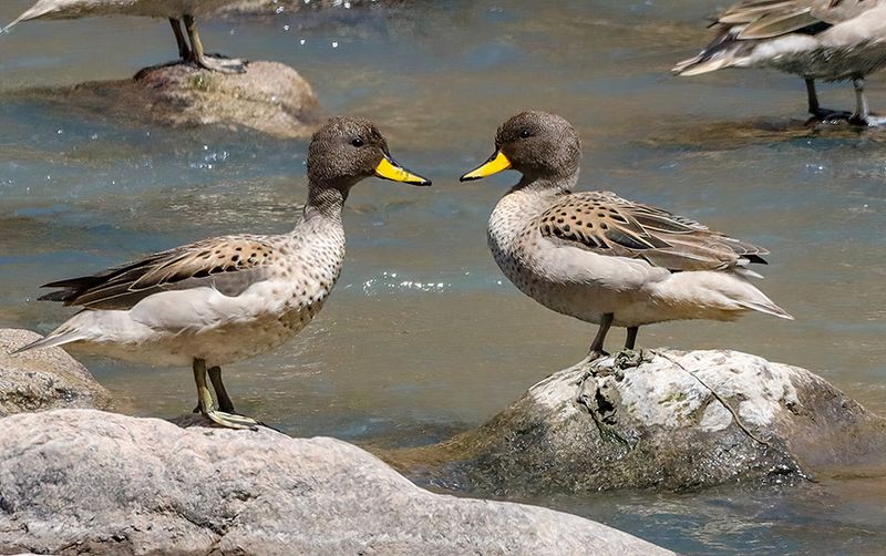 Kristin Grisdale Wildlife 006 Yellow-Billed Teal. Urubamba, Peru. Sept. 2022