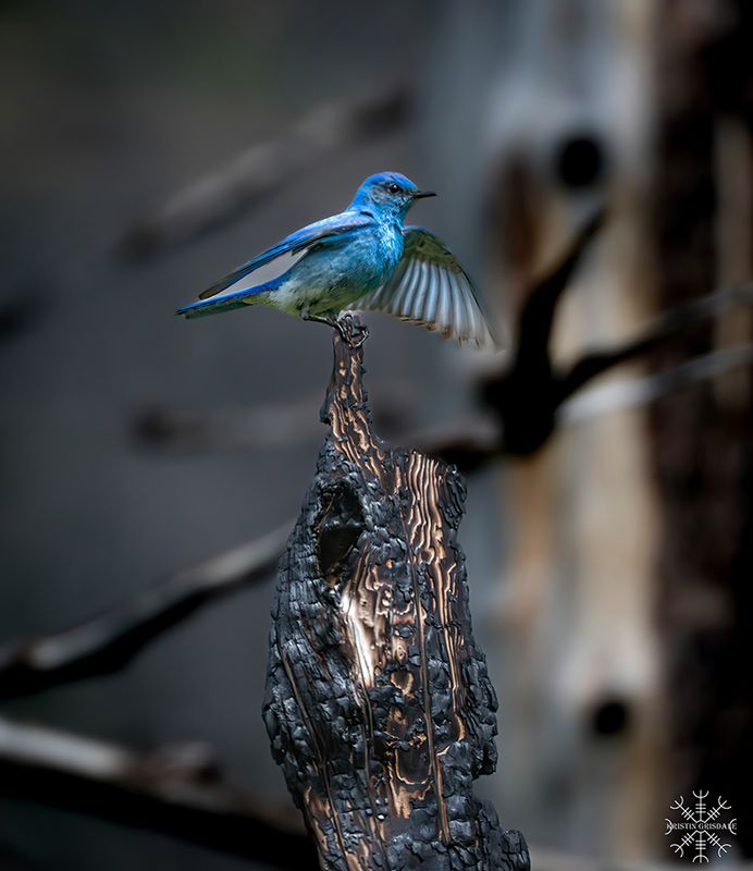 Kristin Grisdale Wildlife 012 Mountain Bluebird. Waterton. June 2023