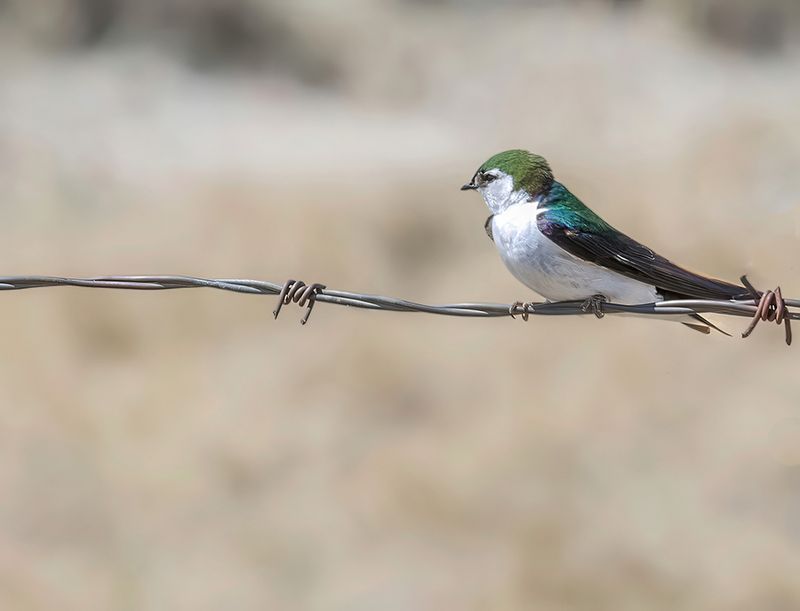 Kristin Grisdale Wildlife 013 Violet Green Swallow. Kneehill County. June 2023