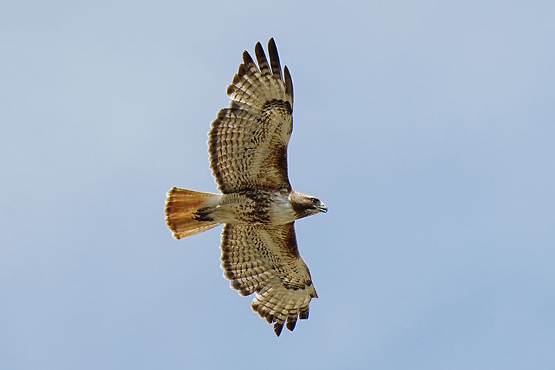 Tony Trott Wildlife 001