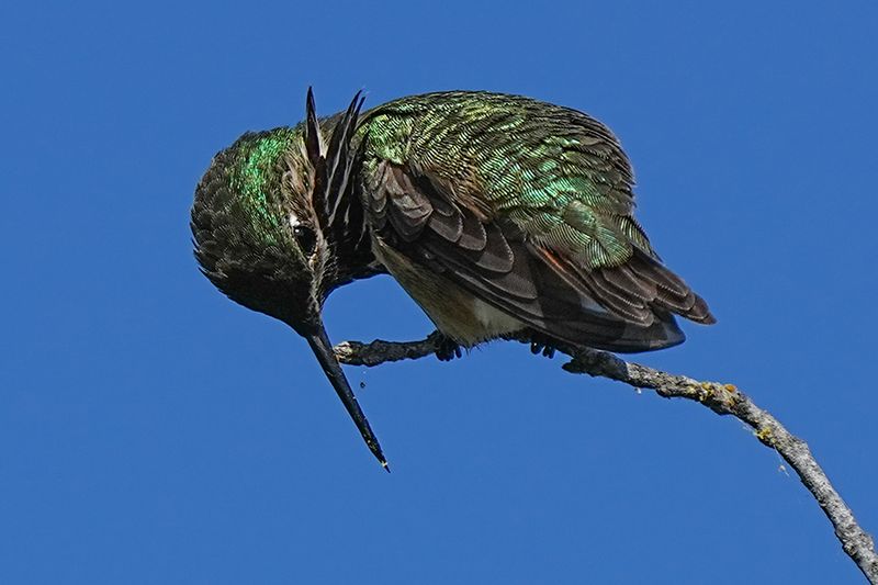Tony Trott Wildlife 002
