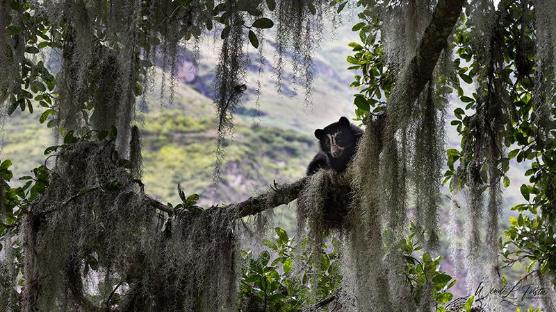 Wendi Forster Wildlife 001 Theres No Place Like Home