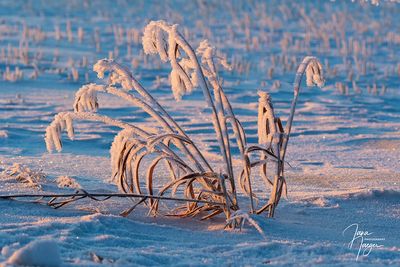 Jana Jaeger 001 Hoarfrost