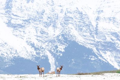 Joe Desjardins 003 Winterscape